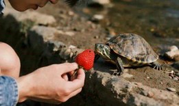 小乌龟吃瓜搞笑视频大全,欢乐无限！