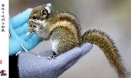 松鼠摄影师吃瓜视频大全,萌态百出视频大全
