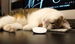 吃瓜大肥喵的视频,一场趣味横生的视频盛宴