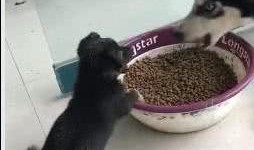 二哈搞笑视频吃瓜,吃瓜现场笑料百出，萌宠演绎欢乐喜剧