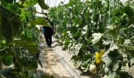 临朐楼顶吃瓜视频,临朐居民共享夏日清凉时光