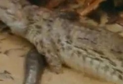 鳄鱼吃瓜的视频,瓜果盛宴成视觉盛宴