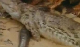 鳄鱼吃瓜的视频,瓜果盛宴成视觉盛宴