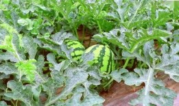 瓜快熟了有吃的吗视频,瓜快熟了，快来尝鲜！