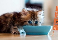 丁香猫吃瓜视频,揭秘娱乐圈幕后故事