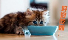 丁香猫吃瓜视频,揭秘娱乐圈幕后故事