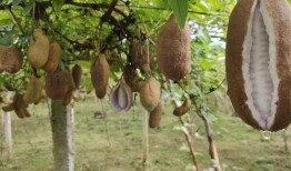 吃八月瓜的搞笑短视频,笑料横生的美味之旅