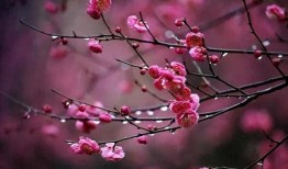 梅花七吃瓜视频在线观看,揭秘娱乐圈幕后故事