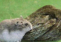 瓜蛇吃老鼠视频