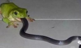 瓜蛇吃老鼠视频