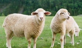 小绵羊吃瓜视频,揭秘娱乐圈幕后故事