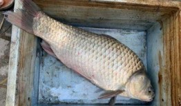 六大瓜吃鲫鱼视频大全下载,美味食谱一网打尽