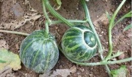 胡子瓜可以炸着吃吗视频,视频教你轻松炸出家常佳肴