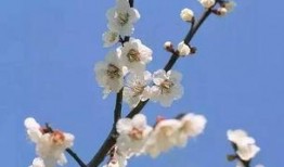 梅花七吃瓜视频在线观看,揭秘娱乐圈幕后故事