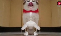 丁香猫吃瓜视频,揭秘娱乐圈幕后故事