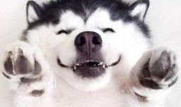 宠物吃瓜视频素材网站,萌宠欢乐时光大盘点