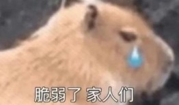 分享吃瓜的博主是谁啊视频,揭秘“分享吃瓜的博主”身份之谜