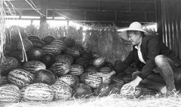 贺州吃瓜群众事件视频