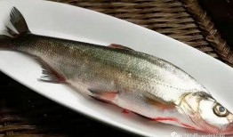 林大仙吃八瓜鱼视频大全,趣味视频大盘点