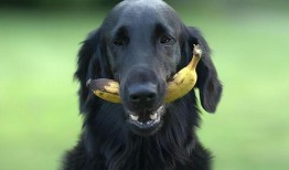 狗怎么吃蓝瓜视频教学,跟随狗狗视频学习新技能