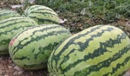 吃硒砂瓜的视频,一尝倾心，尽享夏日清新