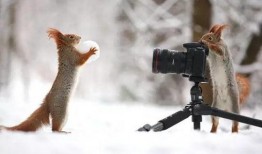 松鼠摄影师吃瓜视频大全,萌态百出视频大全