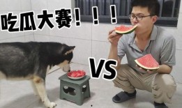 二哈搞笑视频吃瓜,吃瓜现场笑料百出，萌宠演绎欢乐喜剧