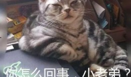 小老弟吃瓜视频,揭秘娱乐圈幕后故事