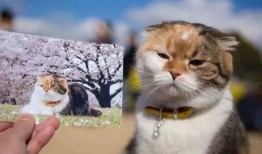 吃瓜大肥喵的视频,一场趣味横生的视频盛宴