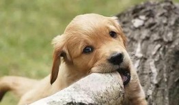 狗吃瓜吃多了怎么办视频,轻松解决狗狗消化不适